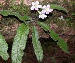 Image result for Streptocarpus leptopus