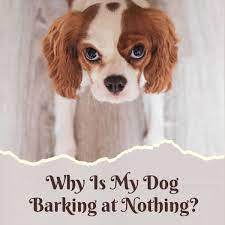 Why Do Dogs Bark At Nothing Pethelpful