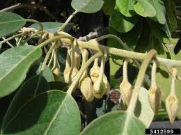 Image result for Bonamia