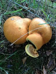 Image result for Gymnosporia pubescens