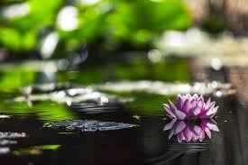 Ponds built in colder areas may need more depth to keep the pond from freezing solid. What Is The Best Size For A Koi Pond Krafty Koi