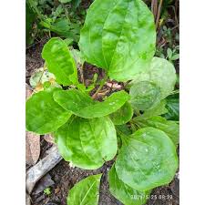 Daun pegagan memiliki kandungan triterpenoid yang berperan mempercepat penyembuhan luka, meningkatkan kadar antioksidan, dan suplai darah ke area luka. Harga Ki Urat Terbaru Juli 2021 Biggo Indonesia