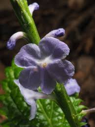 Image result for Stachytarpheta indica