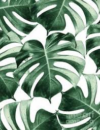 Kumpulan sketsa gambar daun lengkap, gambar daun sirih, daun pepaya, daun pisang, daun jambu beserta cara mudah membuatnya. 100 Ide Daun Di 2021 Daun Tanaman Hijau Gambar Hiasan