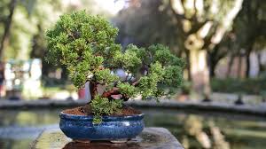 Das beste substrat in der anzucht im topf und in der schale.bei den links zu amazon handelt es sich um affil. Bonsai Minibaumchen Fur Zuhause Schoner Wohnen
