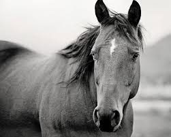 Black And White Horse Photography Black And White Horse Portrait Horse Photography Equine Art Animal Wall Art Horse Photography Horses Horse Portrait