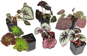 How not to kill begonias, begonia rex.how to care of it properly and how to. Amazon Com Sprig Stone Begonia Rex Grower S Choice Single Plant Picture Displays What Is Available Flowering Plants Garden Outdoor