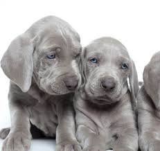 He doesn't back off from anyone, but does not often start it either.his parents are the larger type dogs. How Much Does A Weimaraner Really Cost Complete Guide Petbudget Pet Costs Saving Tips