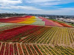 There is a flowering onion out there for you to plug into that empty spot in the garden whether you need it for spring, summer, or fall. Spring In California 17 Places To Find Wildflowers And Flower Fields California Crossroads