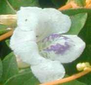 Image result for Asystasia malawiana