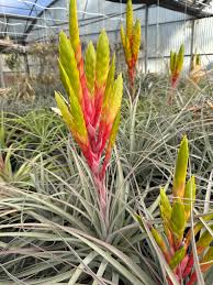 Image result for Xerophyta argentea