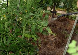 However, if you manage to find the right product or products, your battle is won. Pest Control For Vegetable Garden Best Organic Ways Gardening Tips And Tricks