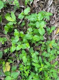 Image result for Commelina benghalensis