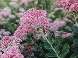 Essay on grow trees in hindi. 25 Plants That Grow In Clay Soil