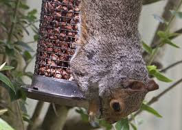 Check spelling or type a new query. How To Beat The Squirrels At Your Backyard Bird Feeders Or Battle Them To A Draw Pennlive Com