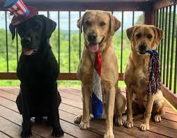 We offer a limited number of puppies per year. Britishlabradors Com Home Facebook