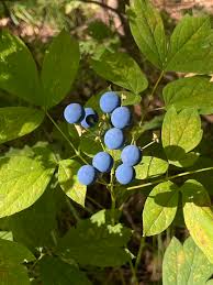 Image result for Blue Cohosh