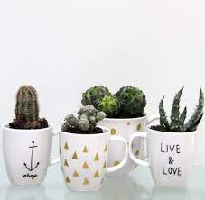 Growing conditions for cactus plants. 20 Diy Cactus Garden Ideas How To Build A Cactus Garden