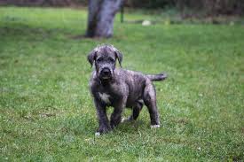 Irish wolfhound information including personality, history, grooming, pictures, videos, and the the amiable irish wolfhound is an immense, muscular hound gracefully built along classic greyhound. Irish Wolfhound Dog Breed Complete Guide Az Animals