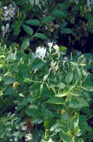 For all its vigor, honeysuckle is attractive to a large variety of pests and susceptible to a number of diseases. Pca Alien Plant Working Group Japanese Honeysuckle Lonicera Japonica
