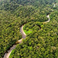 Yacuma Ecolodge On Instagram The Amazon Is The World S Largest Tropical Rainforest Famed For Its Biodiversity An Tropical Rainforest Rainforest Biodiversity