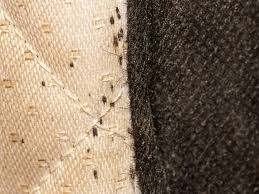 Image result for bedbugs on mattress