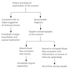 Testicular Torsion Diagnosis Evaluation And Management