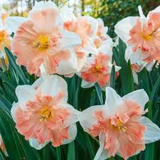We did not find results for: Edinburgh Daffodil Spring Flowering Bulbs Daffodils Daffodil Flower