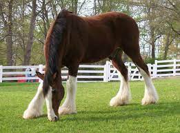 What is the standard size for the clydesdale horse? How Much Does A Clydesdale Cost Horse Is Love