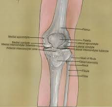 The medial epicondyle of the humerus is an epicondyle of the humerus bone of the upper arm in humans. Lateral Epicondyle Fracture Adults