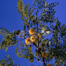 Image result for Leucas deflexa