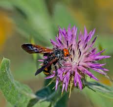 Image result for Bidens flagellata