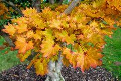 Bekannt ist der japanische ahorn vor allem wegen seines malerischen wuchses mit kurzem stamm oder mehrstämmigem wuchs und bei jungen bäumen zunächst aufrechten hauptästen. Ahorn Welches Wachstum Ist Pro Jahr Zu Erwarten