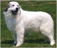 Great Pyrenees Dog Breed Facts And Traits Hills Pet