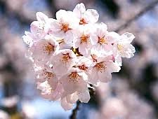 They are also known as japanese cherry and sakura. A Beginner S Guide To Cherry Blossom Viewing Cherry Tree Varieties