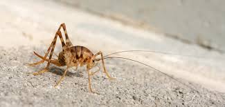 Camel crickets are known to invade houses and eat up fabrics and houseplants. Camelback Cricket Control And Treatments For The Home Yard And Garden