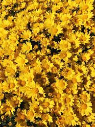 Check spelling or type a new query. Yellow Flower Aesthetic Wallpapers Top Free Yellow Flower Aesthetic Backgrounds Wallpaperaccess