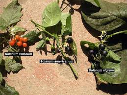 Image result for Solanum americanum