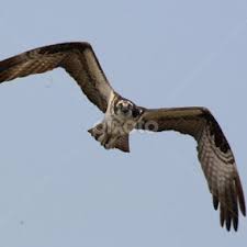 Charles Tysinger's Profile