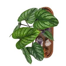 Image result for Streptocarpus eylesii