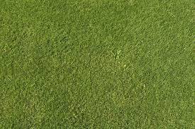 Grasslarge Jpg 3008 2000 Grass Textures Green Grass Background Artificial Grass