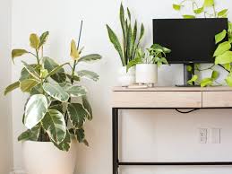 How To Grow And Care For Ficus Tineke