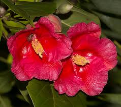 Image result for Xenostegia pinnata