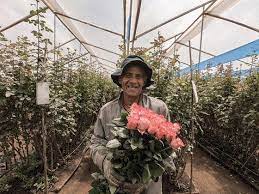 Proudly serving oc and beyond (we ship!)✨ www.ocwholesaleflowers.com. Cut Flower Consolidation Automated Cart Pullers Four Combo Ideas Having Trouble Viewing This E Mail Click Here To See It On The Web Be In The Know Timely News And Commentary From Growertalks Facebook Growertalks Magazine Monday August 31