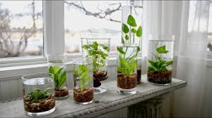 Make sure the roots are submerged in the water and add some gravels around them for firm placement. How To Make An Indoor Water Garden Garden Answer Youtube