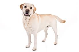 labrador retriever dog breed information