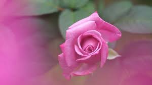 Wpnature Com Single Pink Rose Flowers Roses Nature Flower Background Hd Images Flower Backgrounds Flowers Beautiful Flowers