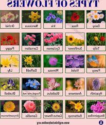 All Flower Names List Best Flower Wallpaper