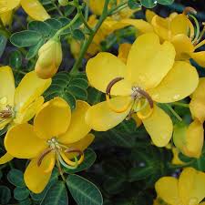 Image result for Senna bicapsularis