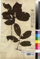 Image result for Chrysophyllum welwitschii